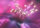  04b063b.jpg (8385 ????) 