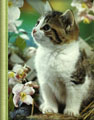  cf022.jpg (5191 ????) 
