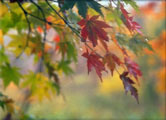  AutumnCenterfold.jpg (7671 ????) 